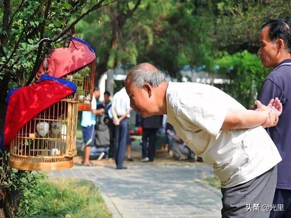 画眉鸟打斗眼睛图片:画眉鸟的眼睛丁着人看是什么意思？