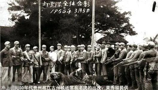 完达山一号东北虎:古代常见的狼和虎为什么现在见不到了？