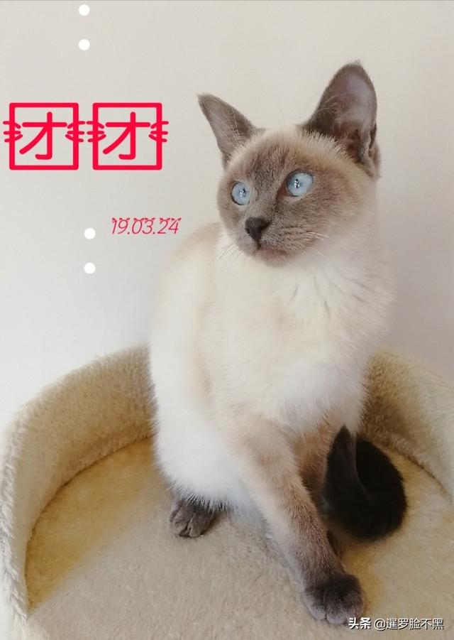 猫咪品种大全及图片鲜罗猫:有没有人认识这是什么猫？