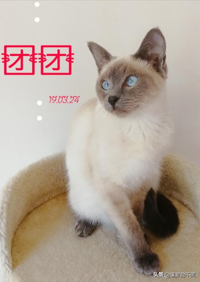 美国卷耳猫 信喵:猫咪耳螨怎样预防和治疗？