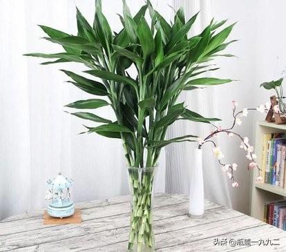 富贵竹和银柳配图片:怎样让买来的富贵竹快速生根？