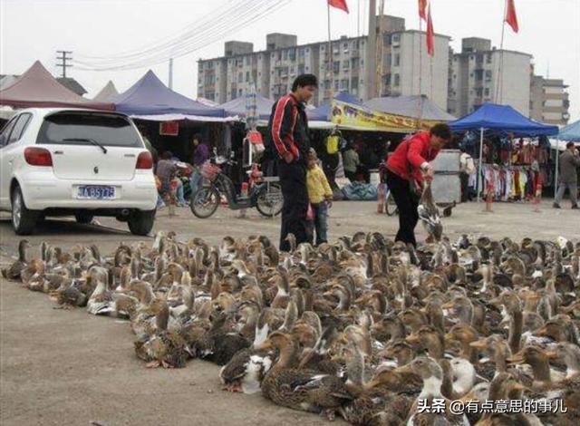 养鸭子赚钱吗:在农村养鸭子风险大不大？1万只鸭子投入和利润大约多少？