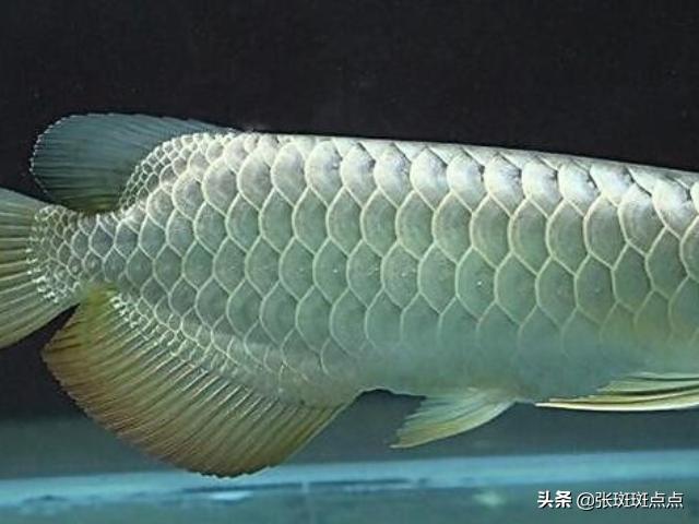 银龙鱼的饲养与观赏:养银龙鱼需要什么样的水？