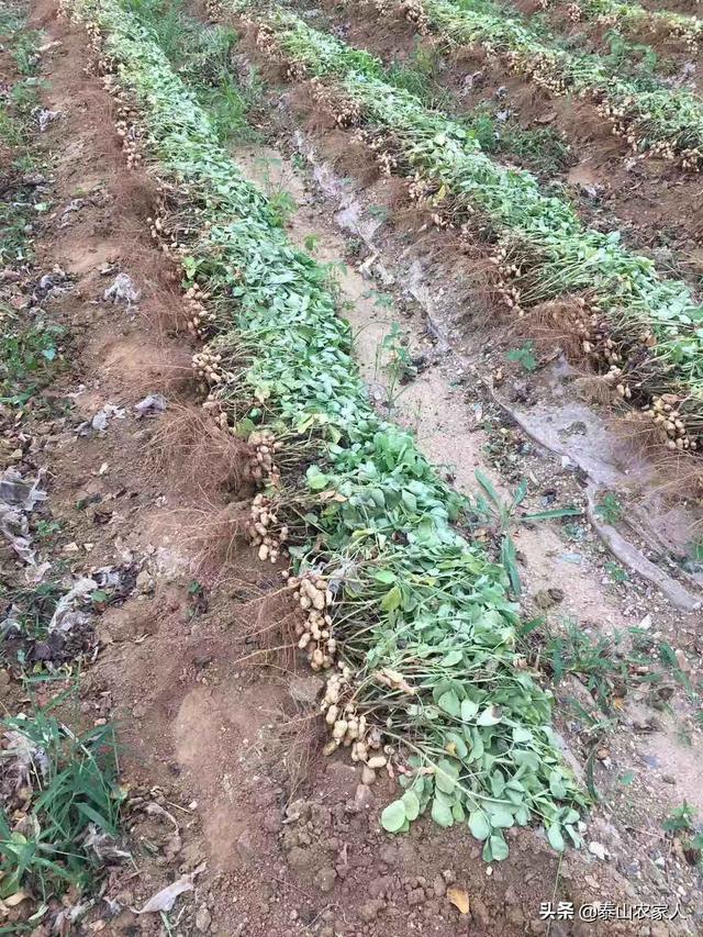 野菊花生蚜虫怎么防治:菊花蚜虫图片与防治 花生田间地下害虫调查取点方式方法有哪些？