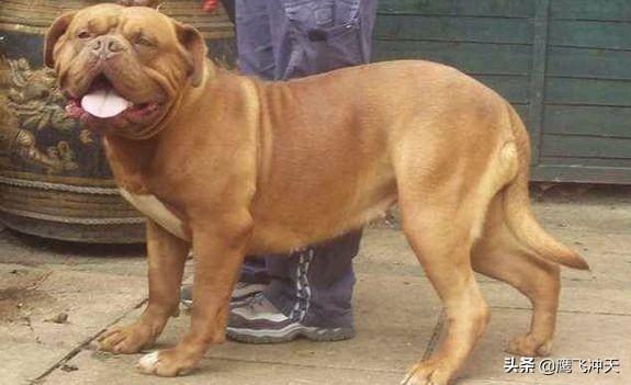 超大型犬:比高加索犬厉害的狗是什么？
