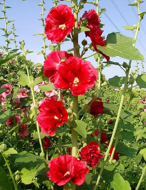 假昙花和蟹爪兰哪个好养:大家都喜欢什么花卉，有什么种植经验和大家分享？