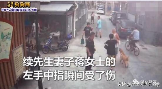 狗伤人事件:狗伤人事件背后，真正有罪的是伤人的狗还是养狗的人？