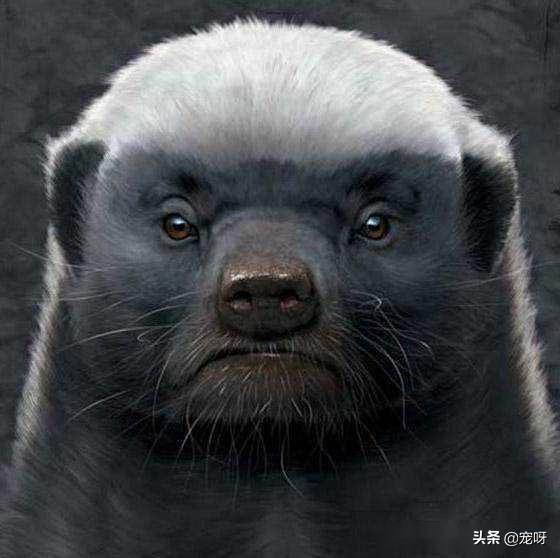 比特犬和藏獒:为什么藏獒打不过比特犬？狮子打得过藏獒和比特吗？
