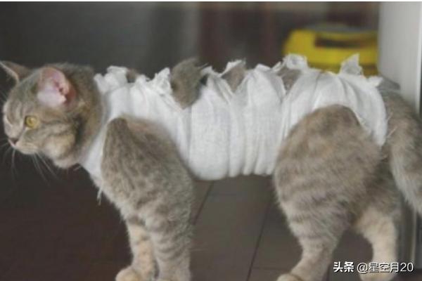 猫咪绝育:猫绝育前和绝育后的注意事项？
