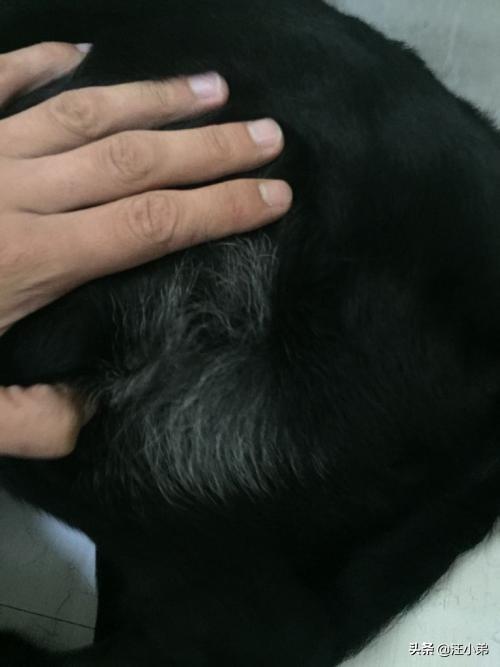 黑色纽芬兰犬:你见过最懒的狗狗有多懒？