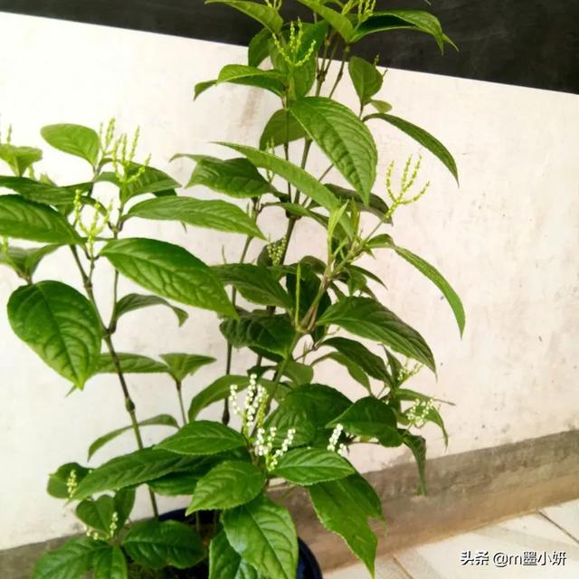 头条问答 - 珠兰花为何容易掉花?(15个回答)