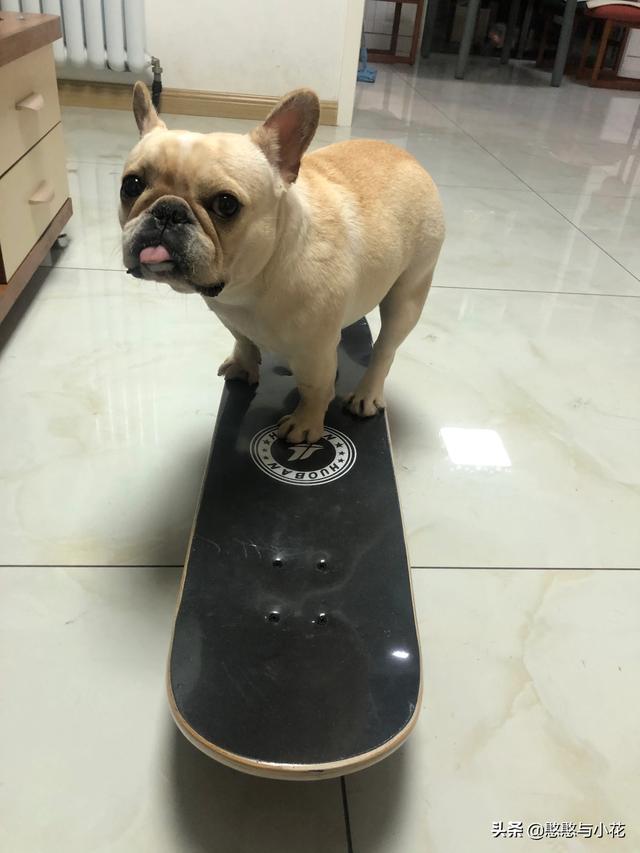 法国斗牛犬性格亲人:我家马犬的性格为什么与网传的不一样？