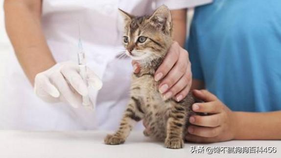 淮安欧洲短毛猫:英国短毛猫好养吗？英国短毛猫价格一般是多少钱？