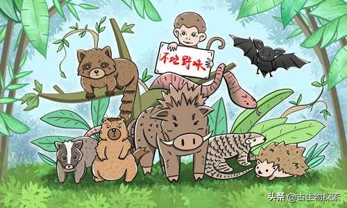 汤氏异吻象鼻鱼:从现在开始，所有人不捕杀野生动物，多年后会不会泛滥成灾？