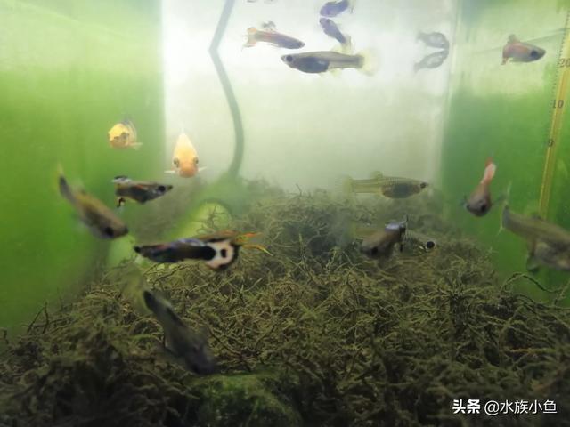 凤尾鱼的养殖方法装修:孔雀鱼怎么饲养，不用气泵可以养孔雀鱼吗？
