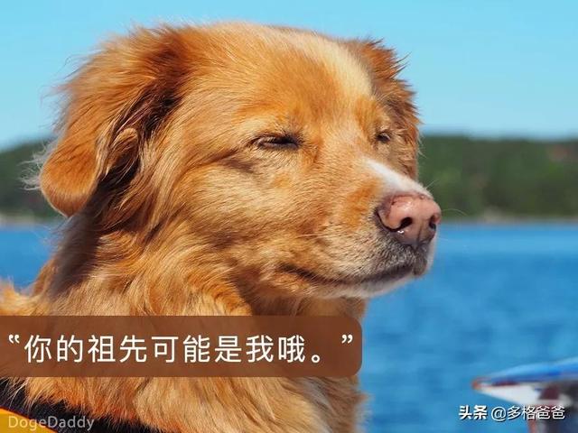 北京松狮犬舍时尚爱狗8:我想买小狗多少钱一个？如何挑选？