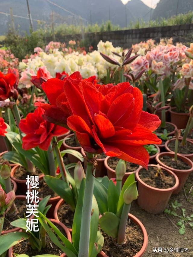 福莱恩圣路薇哪个好:什么牌子的直流电焊机比较好？淘宝上的质量怎么样？