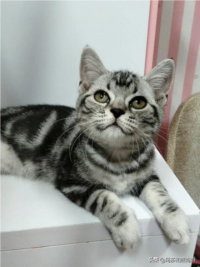 怀孕家里养猫注意事项:因为怀孕我家猫咪还可以养吗？是蓝猫有点不舍？