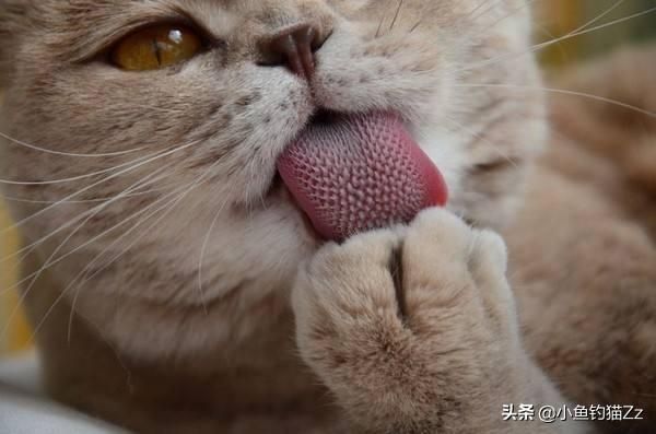 素力高海藻粉对猫咪的作用:如何让猫爆毛？爆毛粉有用吗？