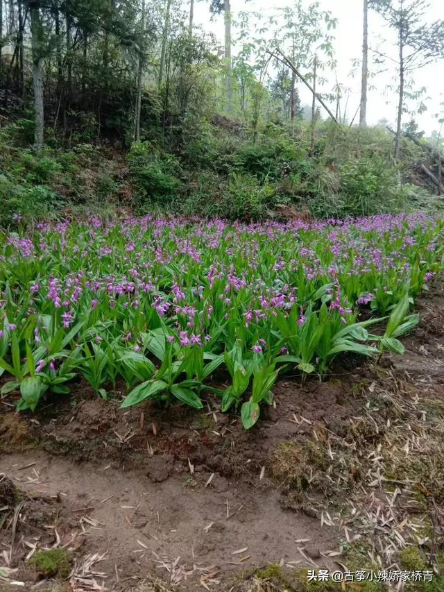 白芨种苗(白芨种苗价格多少一株)