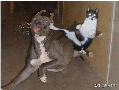 杜宾犬打架排名第几:为什么猫狗打斗狗总处于下风？如果真的打起来，狗能打过猫吗？