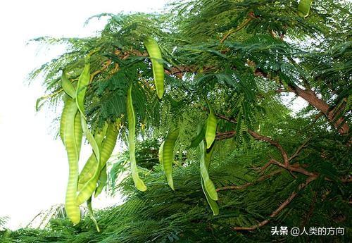 豆科植物有哪些:豆科植物有哪几种 据说豆科植物很奇葩，有树也有草，真的吗？