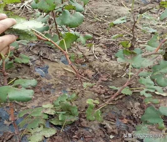 葡萄种植方法和时间:阳台葡萄种植时间和方法 葡萄树的管理方法葡萄种植几年结果？