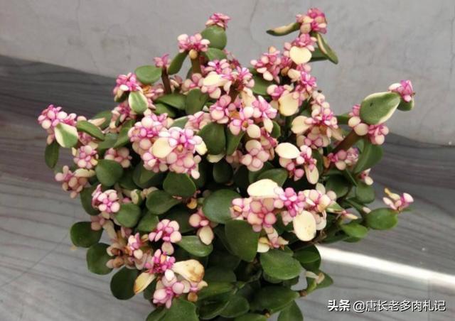 金枝玉叶评价:如何评价《延禧攻略》的番外篇《金枝玉叶》？
