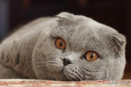 加拿大无毛猫壁纸:过敏性鼻炎，适合养什么猫，真的养不了任何猫吗？