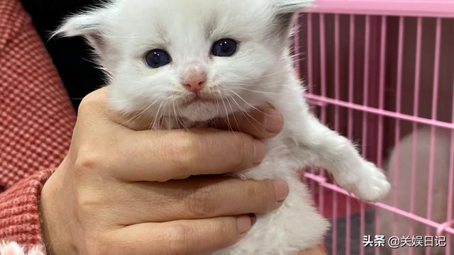 哪里有领养猫咪的啊？