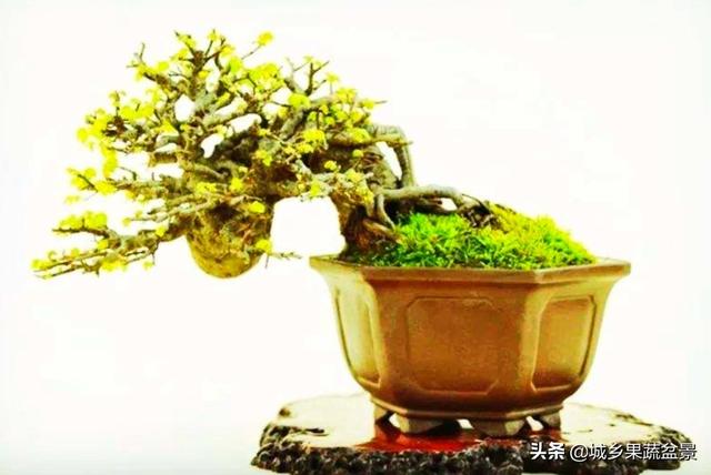 元宝枫图片:元宝枫图片大全大图 挖桩应该在什么时候移栽，是休眠期移栽好，还是刚要萌芽时？