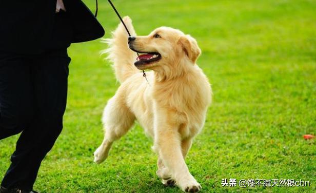 好狗狗:想买个宠物狗，买公的还是母的合适？