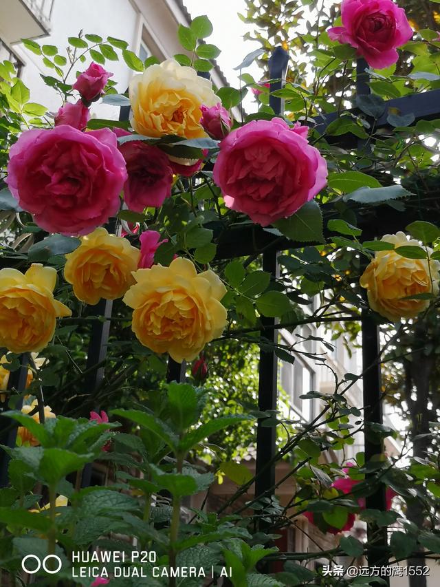 欧洲月季花品种介绍:月季花欧月品种介绍 养好欧月需要花多少时间和金钱？月季好养吗？