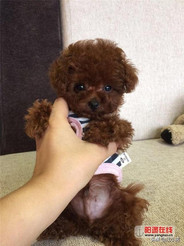 犬爱:小泰迪见了别的狗狗爱叫怎么办？ 犬爱主题曲