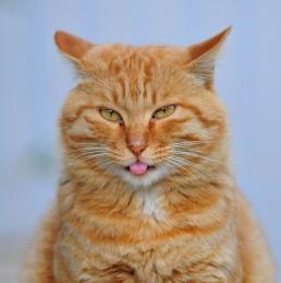江阴橘猫吧:能不能分享一下你和橘猫的故事？
