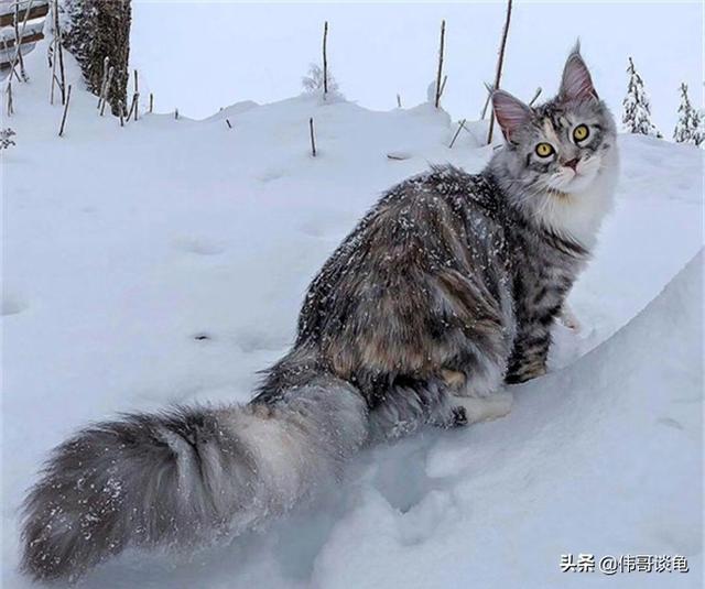 缅因猫兽:最好看的银虎斑缅因猫长什么样子？