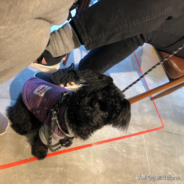 泰迪犬:有什么特点的泰迪犬，一般是会比较漂亮的呢？