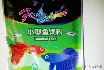 大孔雀鱼怎么养殖:全红白子孔雀鱼怎么饲养维系？