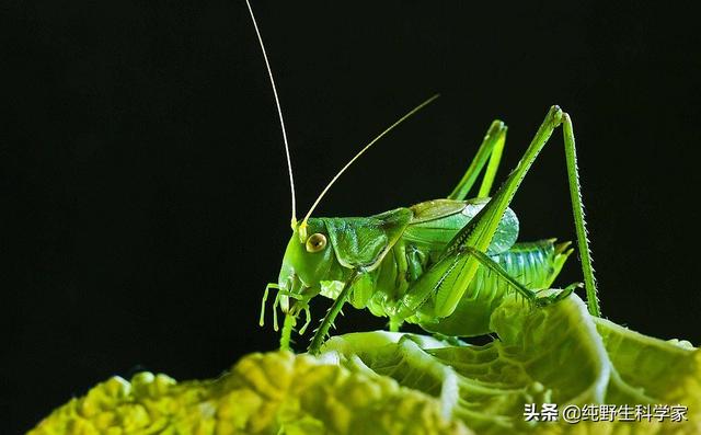 纺织娘是什么动物什么昆虫:纺织娘是什么昆虫叫什么名字 哪种昆虫的耳朵长在腿上？