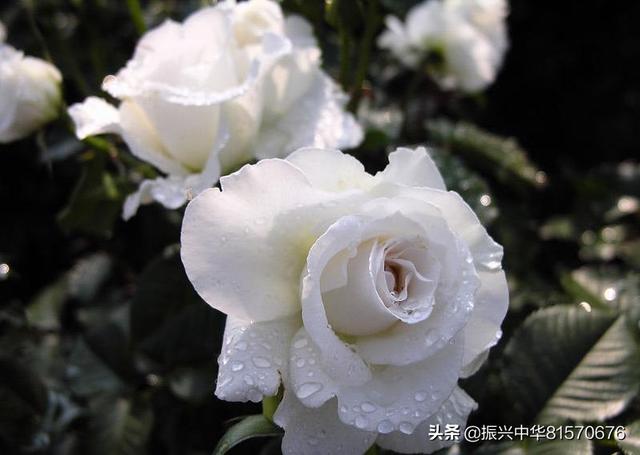 每个花都代表着自己的花语以及文化含义,了解一下吧？你如何理解？