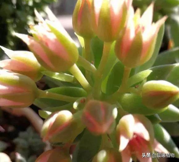 王玉珠帘:千佛手要开花该怎么养护？