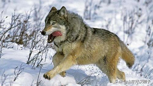群狼谷吧:美洲狼群和非洲鬣狗群谁更胜一筹