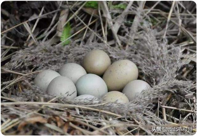 白鹇鸡中套视频:最近在各种平台里看到“摆地摊月入上万的视频”，是真的吗？