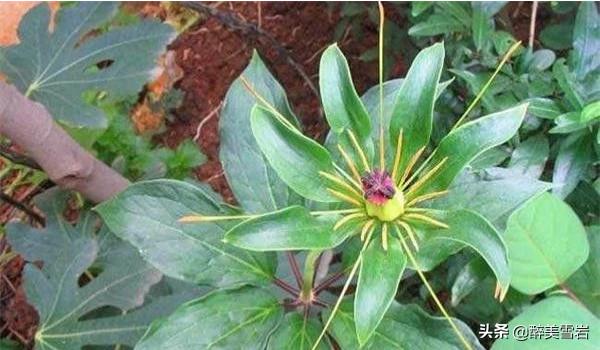 重楼怎么种植(重楼怎么种植才好)