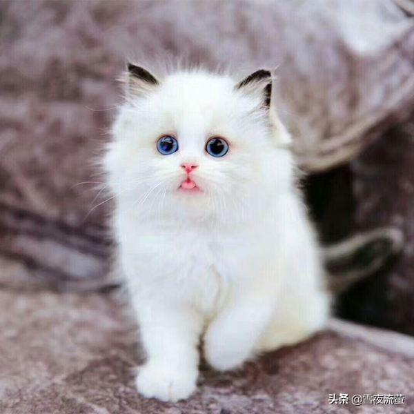 公猫绝育手术视频教程:猫咪绝育手术是怎么做呢？