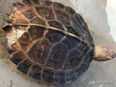 靴脚陆龟:水龟半水龟陆龟，的区分方式？