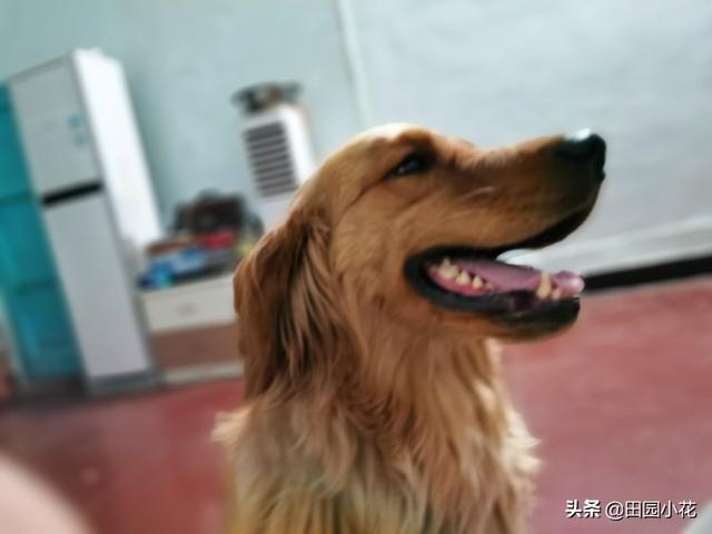 东莞金毛犬吧:金毛纯色的好还是黄白相间的好？