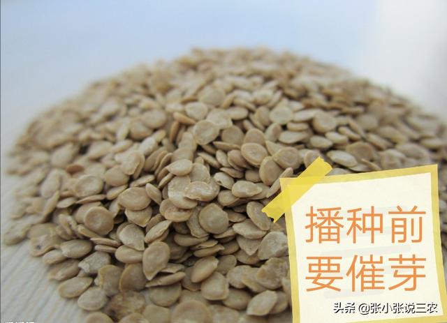 黑鳘鱼是什么:黑番茄与普通番茄有什么差别？怎么种植？