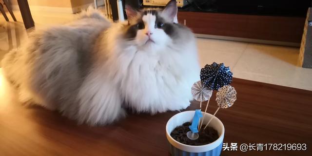 长沙布偶猫吧:请问，布偶猫9个月毛发特别少，布偶猫毛量很少是什么原因？