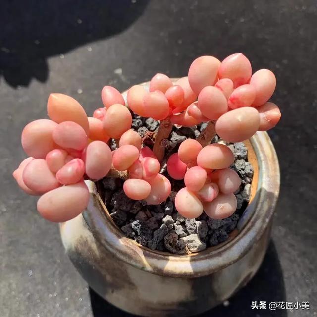 多肉植物品种番杏科肉锥花属:枝干番杏科多肉植物 多肉需要晒太阳吗？要怎么晒？